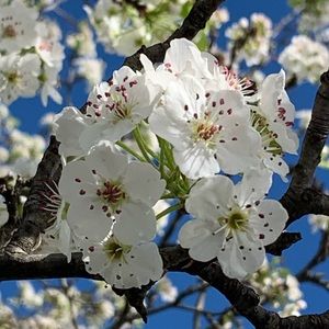 Meet your Posher, Dawn